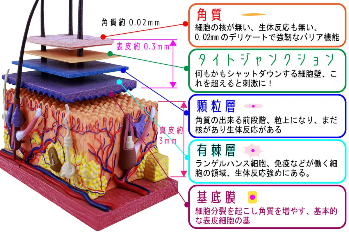 皮膚構造表皮