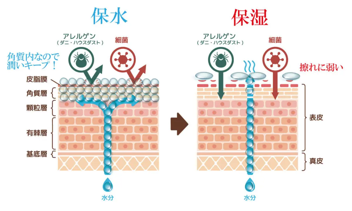 保水と保湿の違い