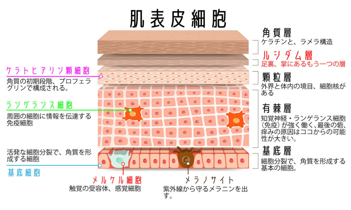 表皮細胞