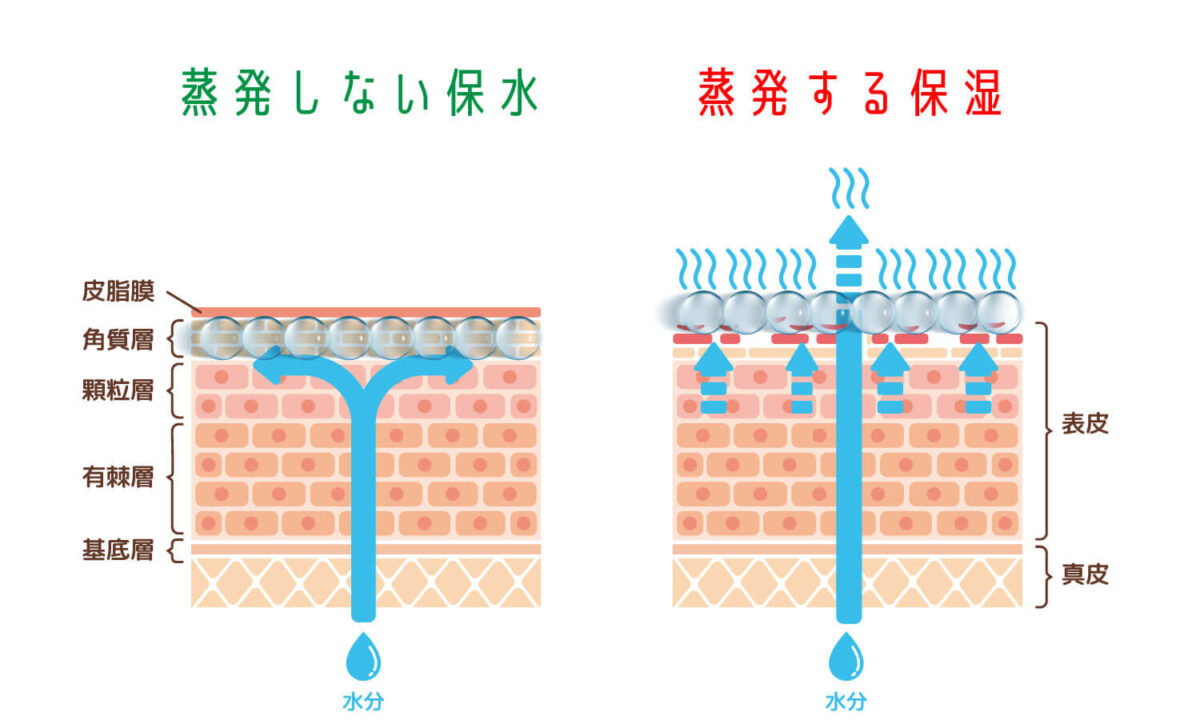 保水と保湿