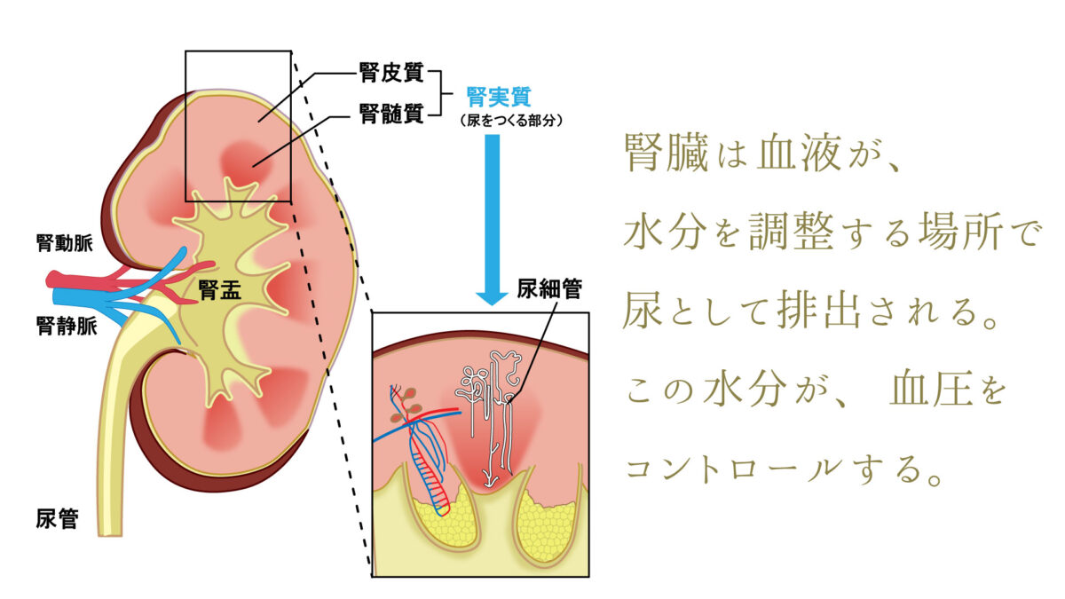 腎臓機能