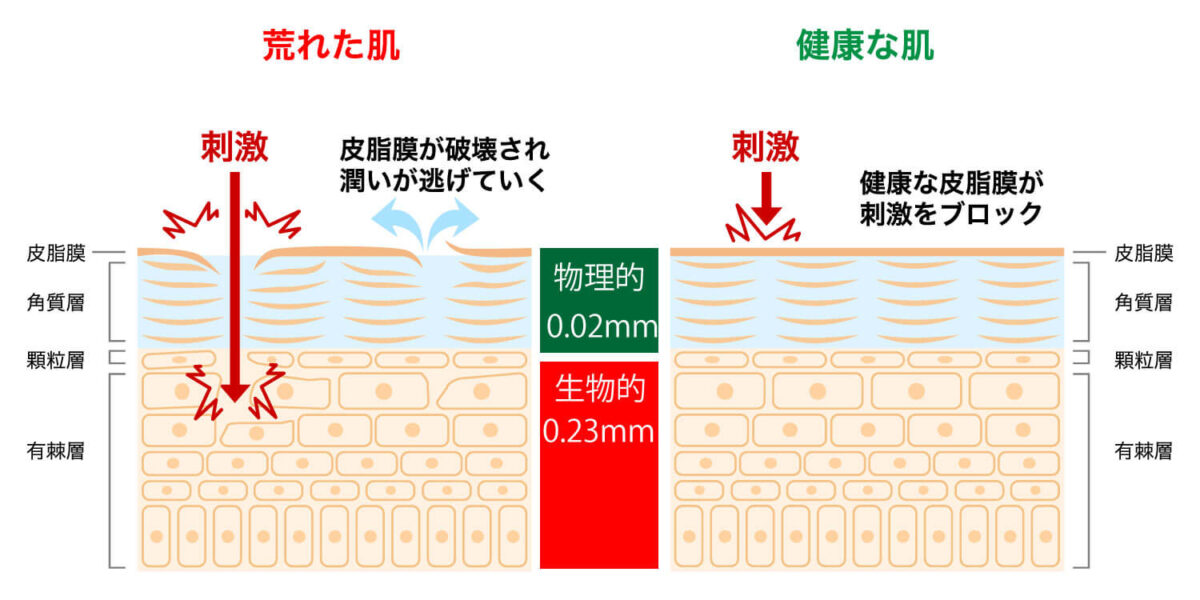 肌構造（角質）