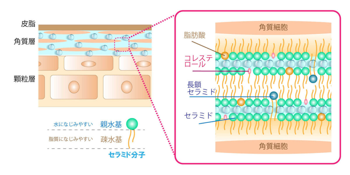 角質細胞間脂質