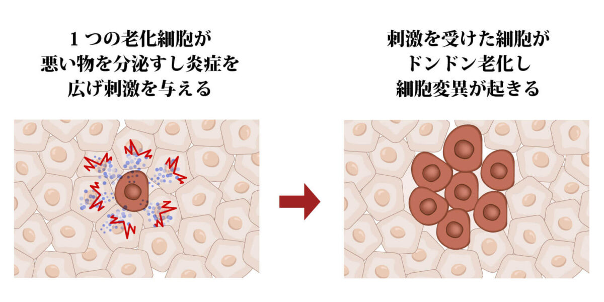 老化細胞の変異