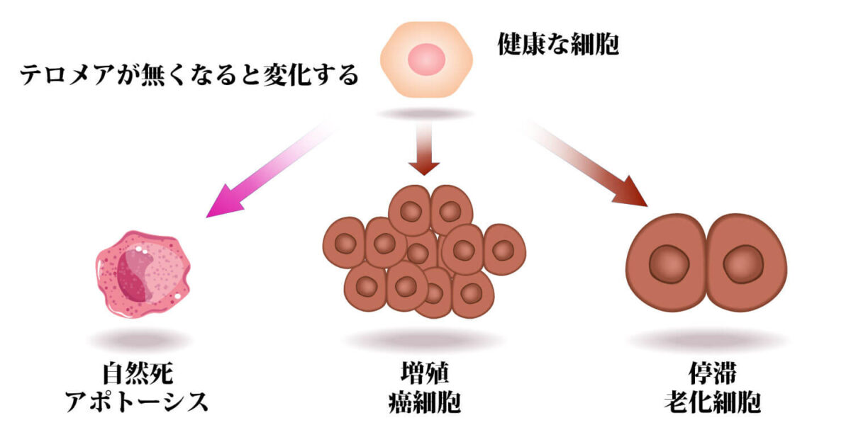 細胞の変化