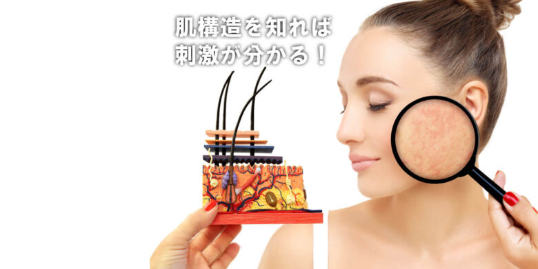 肌構造と刺激